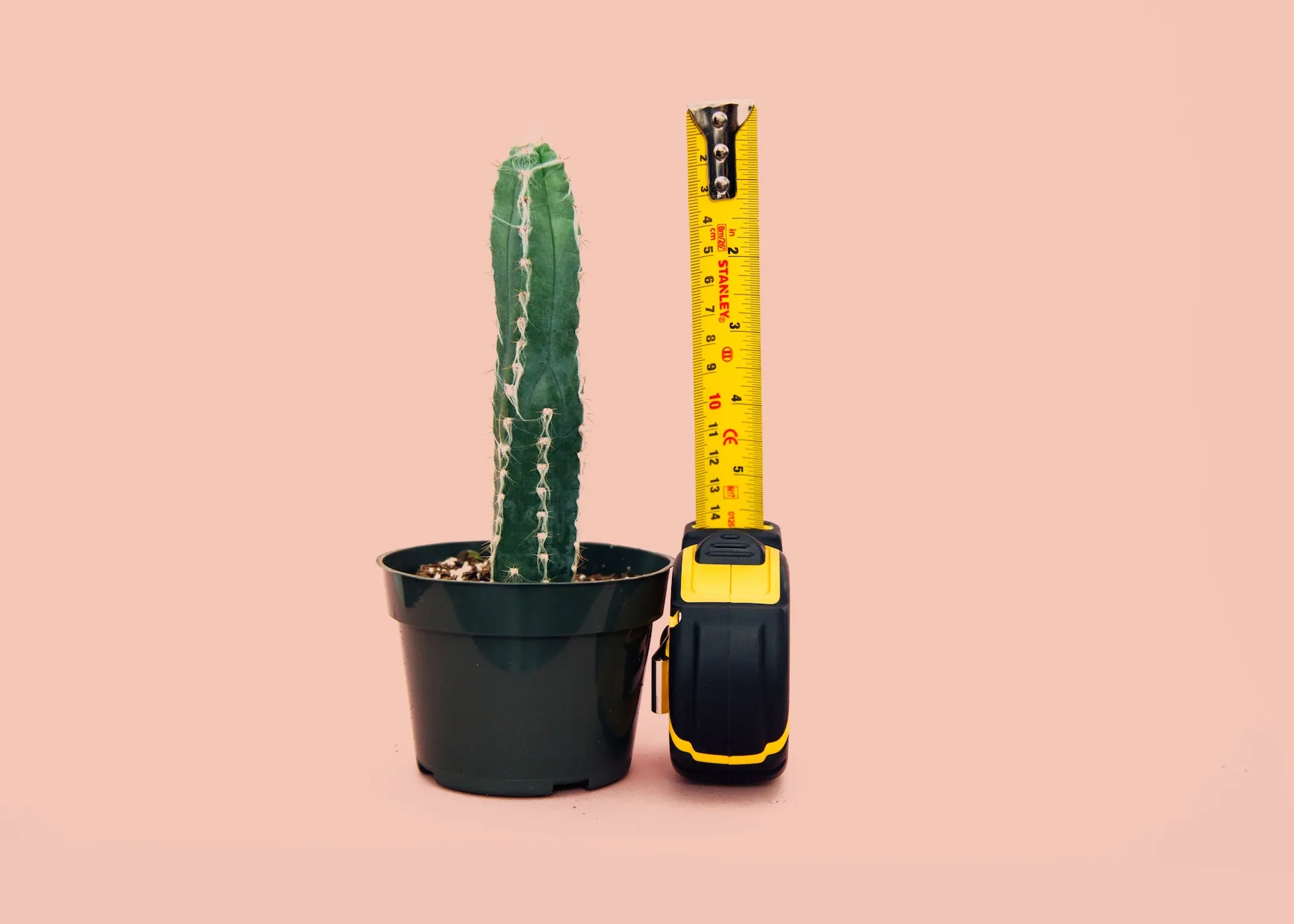 A cactus plant next to a roll of yellow measuring tape